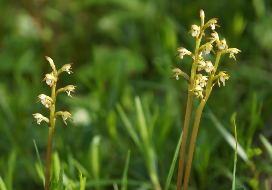 Terrestrial Orchids Forum topic North American Rock